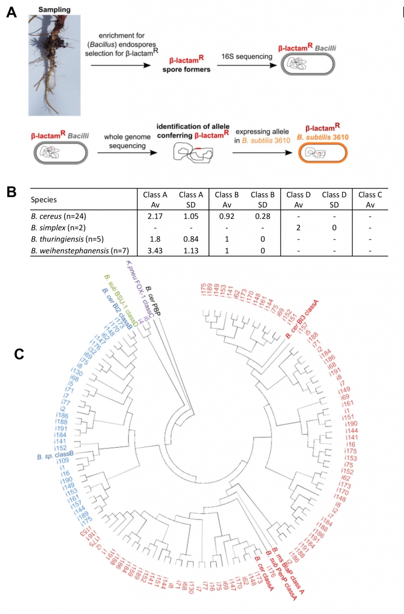  Beta-lactam genes in rhizosphere Bacilli